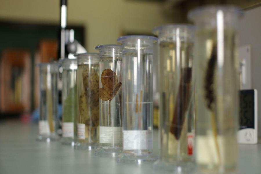 M.Sc. Agriculture (Horticulture)